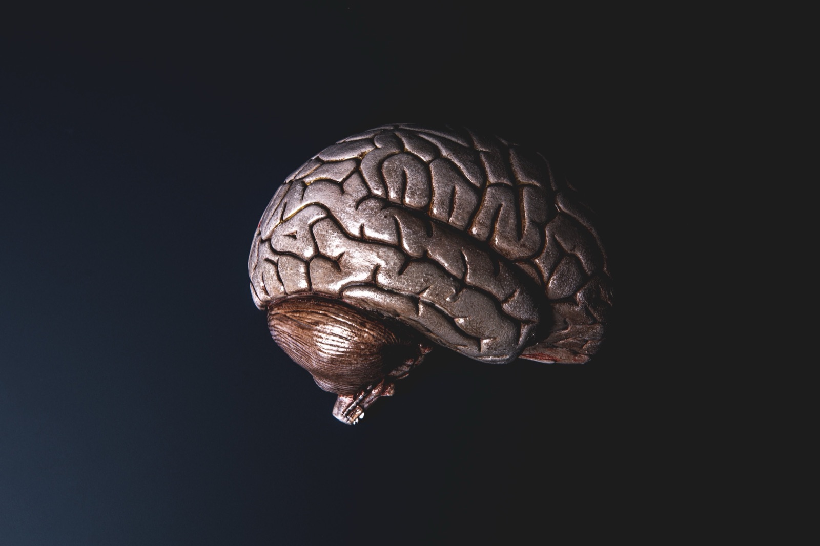 Bronze model of a human brain